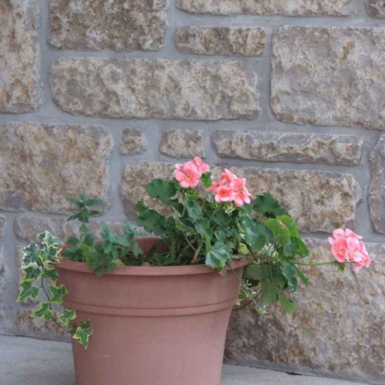 Harvest Gold Limestone Thin Veneer - Sawn Height Tumbled - Flats